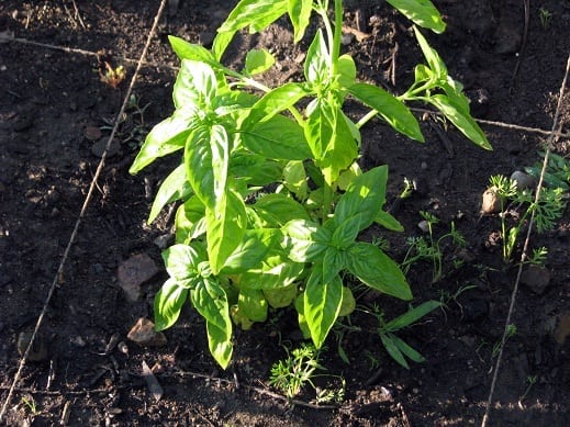 basil plant in square foot garden