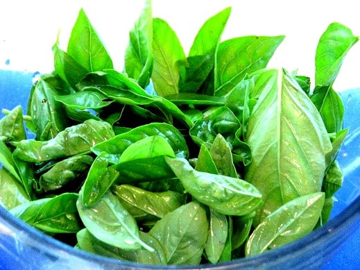 fresh basil in bowl