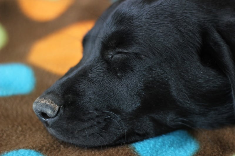 black lab puppy face