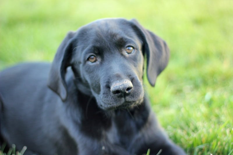 black lab puppy