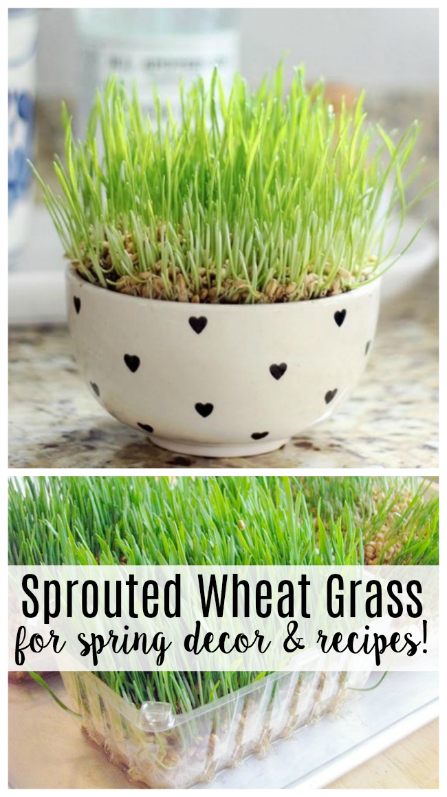 collage of sprouted grass