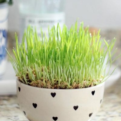 sprouted what grass in white bowl