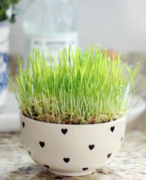 sprouted wheat grass in white bowl