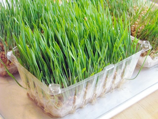 wheat grass sprouted in berry container