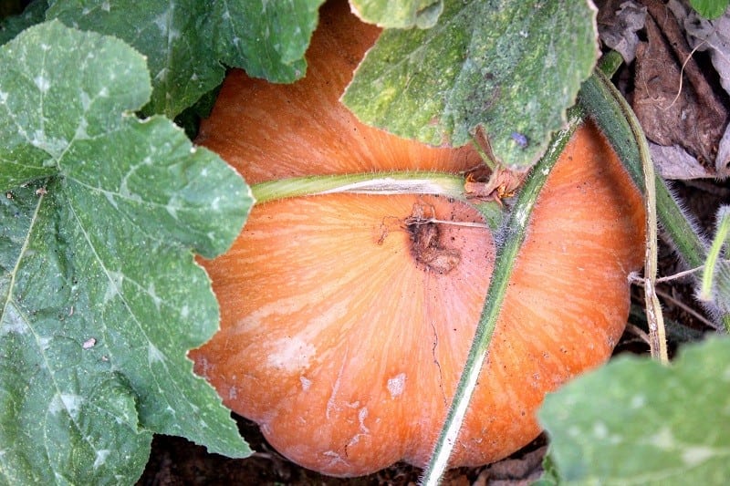 How to Make The Best Toasted Pumpkin Seeds - Gluesticks Blog