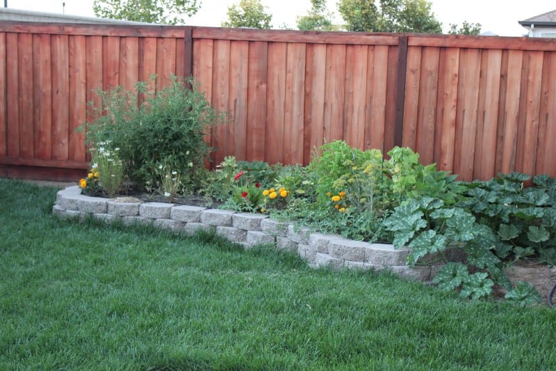 small raised garden in backyard