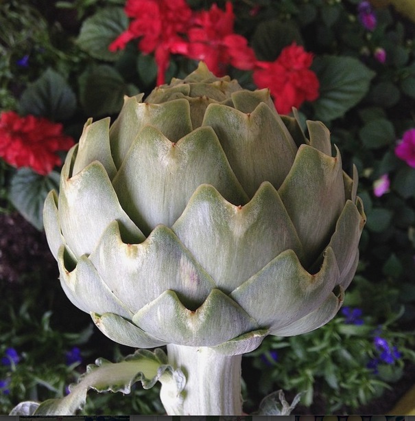 artichoke