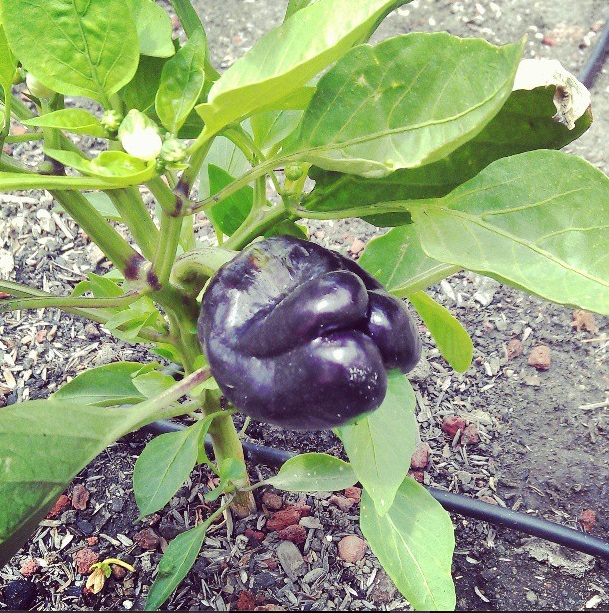 purple bell pepper on plant