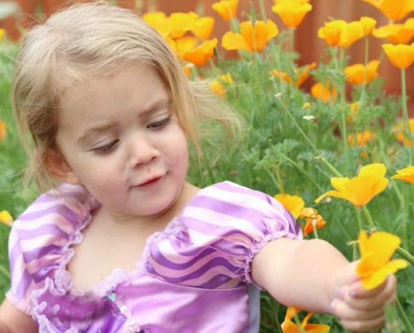 toddler next to poppies in garden