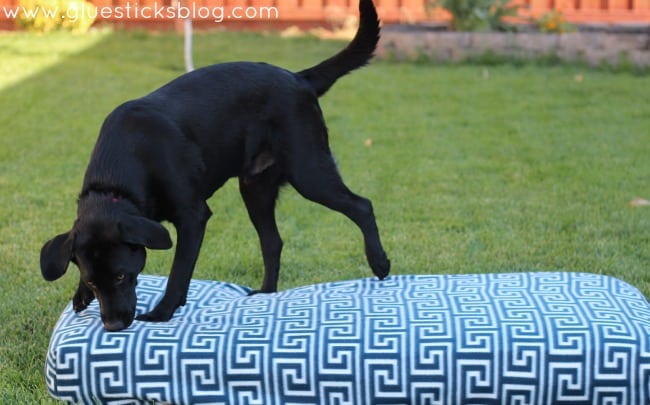 dog standing on mattress