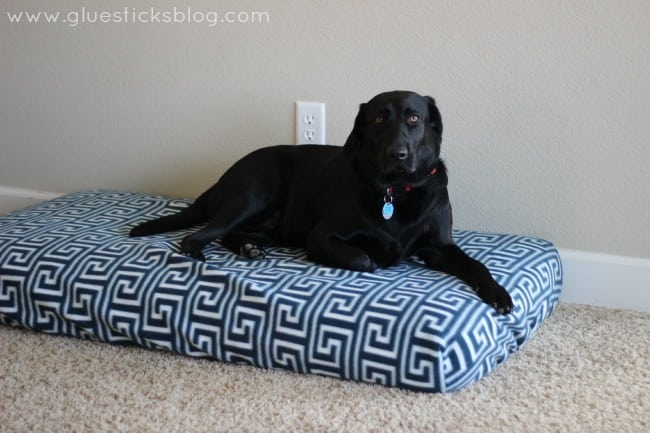 dog sitting on crib mattress bed