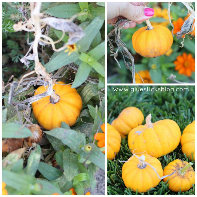 pumpkins in garden