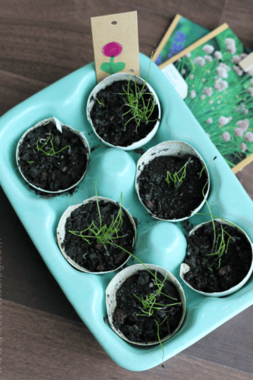 seedlings inside eggshells