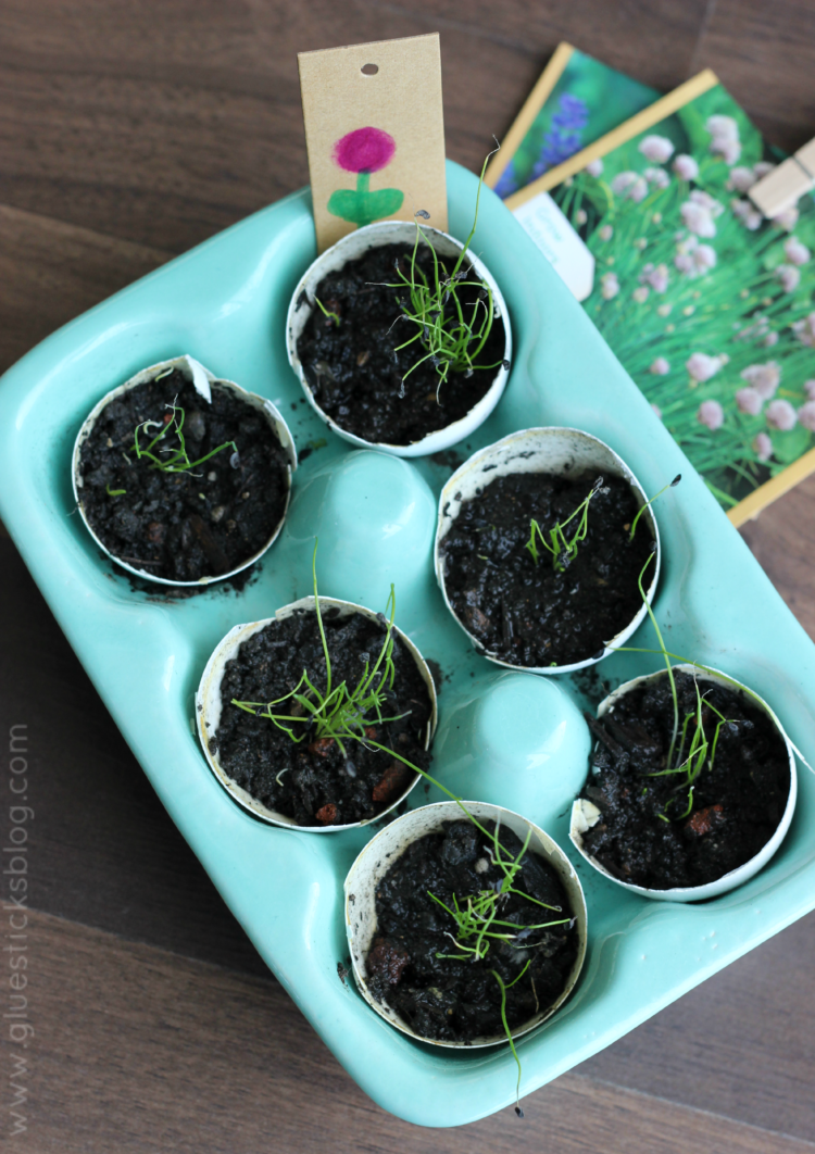 sprouted seedlings inside eggshells