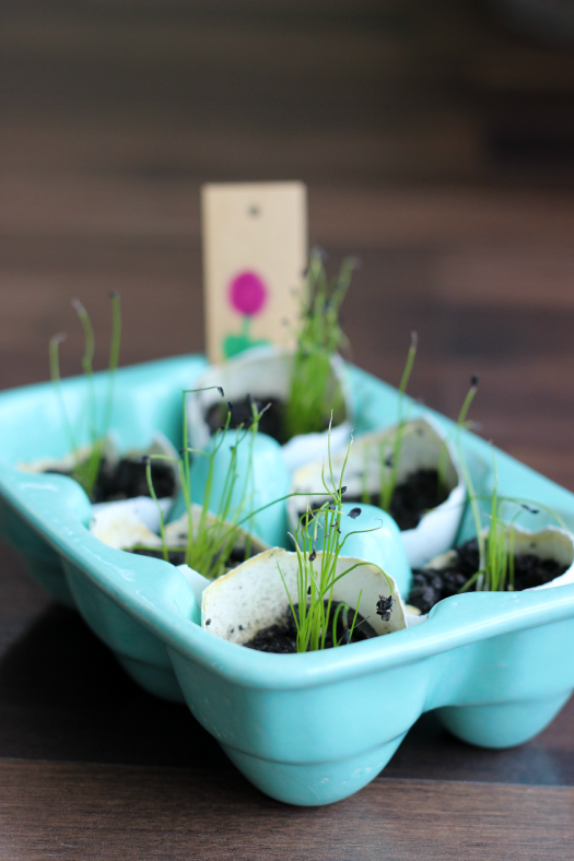 seedlings inside eggshells