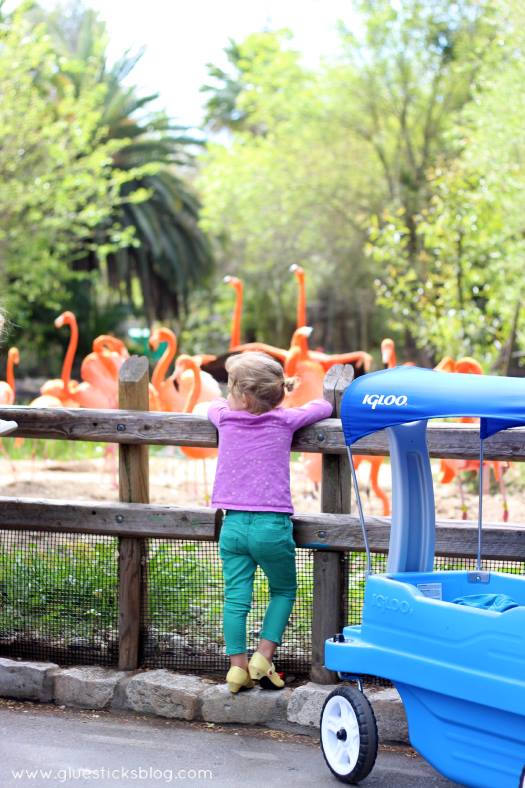 toddler looking at flamingos