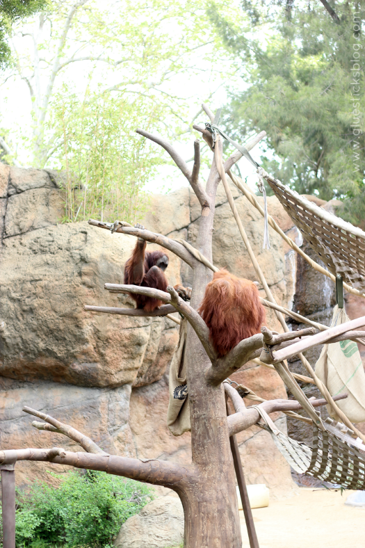 monkeys at the zoo