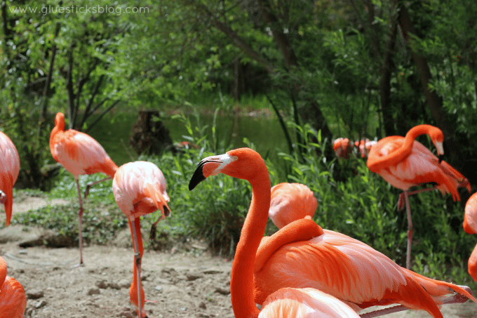 flamingos at the zoo