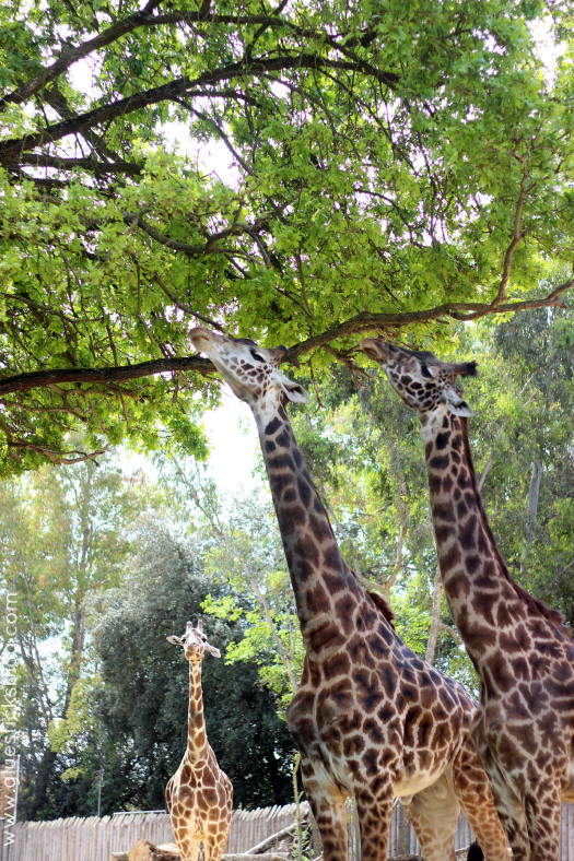 giraffes at the zoo