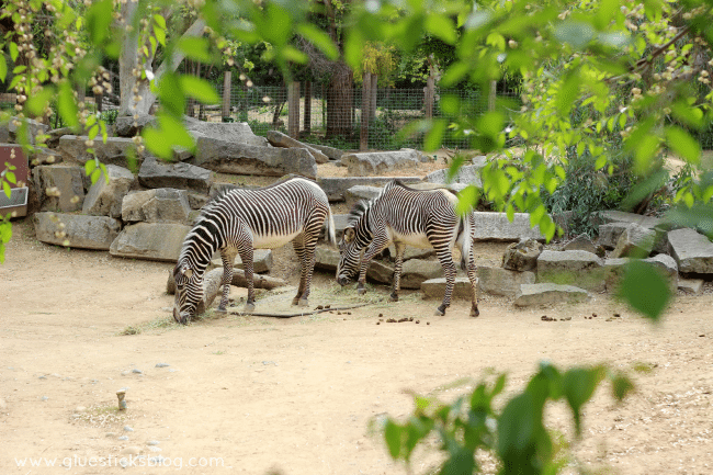 zebras at the zoo