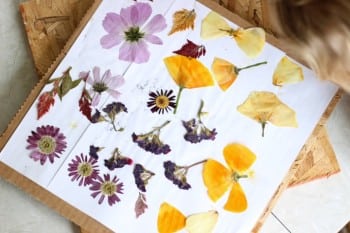 DIY Flower Press: Make Pressed Flowers for Art Projects! - Gluesticks Blog