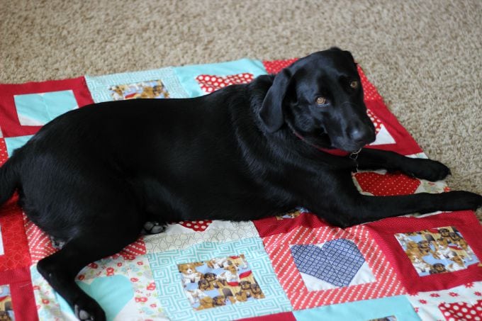 Puppy Love Quilt