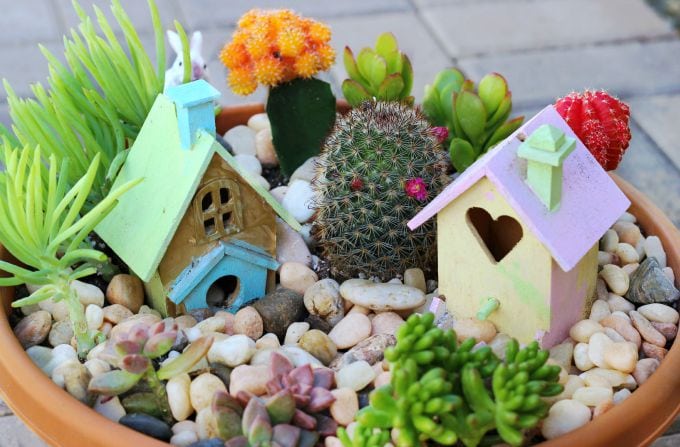 Cactus Fairy Garden