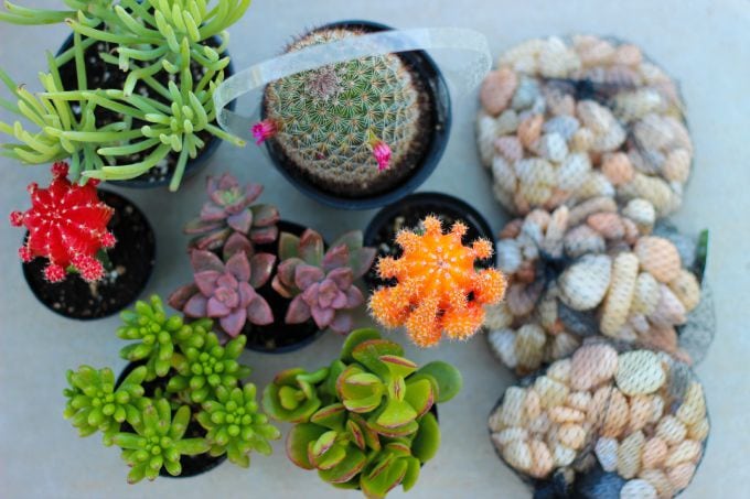 A cactus fairy garden is perfect for summer! It requires very little water, is easy to take care of, and brightens your porch all summer long! 