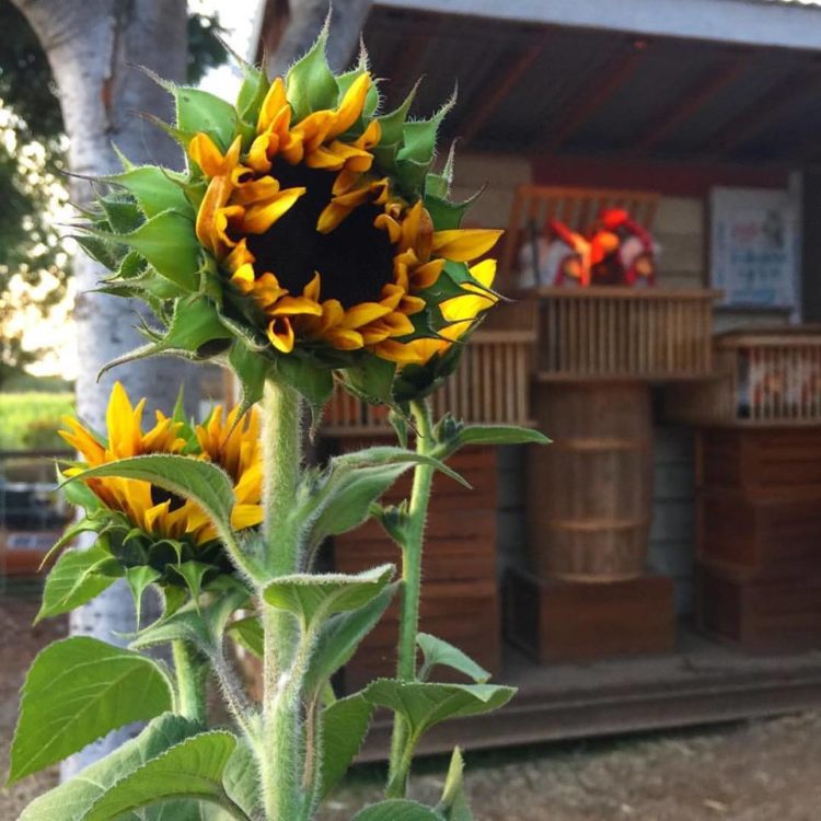 sunflower at bishop's pumpkin patch