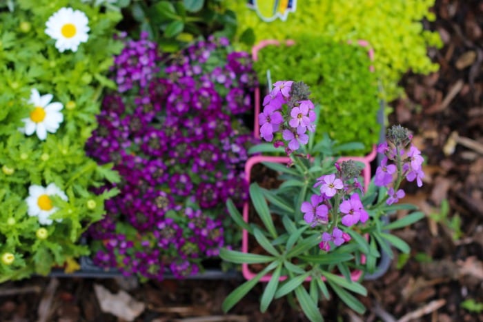 A darling fairy tale fairy garden, complete with a carriage! This little garden is what little girl dreams are made of. 