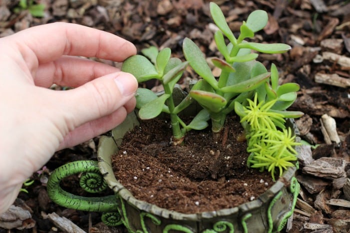 A whimsical fairy garden that will fit in the palm of your hand. This teacup fairy garden adds the perfect amount of magic to any windowsill or shelf!