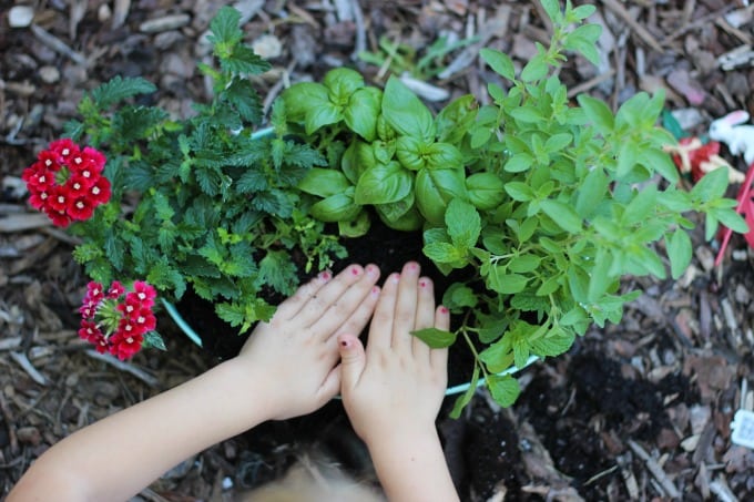 A kitchen herb fairy garden is as practical as it is pretty! Trim the leaves of the herbs off to use in recipes and watch the flowers bloom. Such a fun way to brighten up the kitchen.