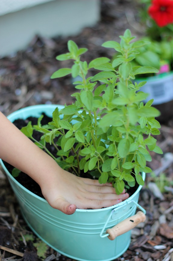 A kitchen herb fairy garden is as practical as it is pretty! Trim the leaves of the herbs off to use in recipes and watch the flowers bloom. Such a fun way to brighten up the kitchen.