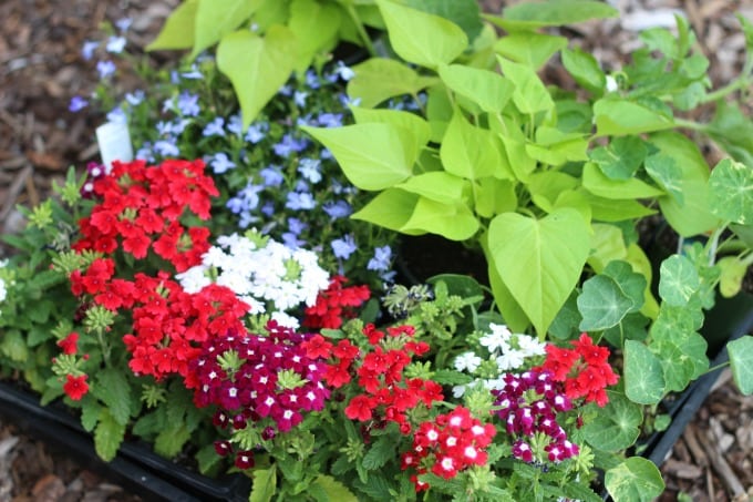 Patriotic Flower Planter