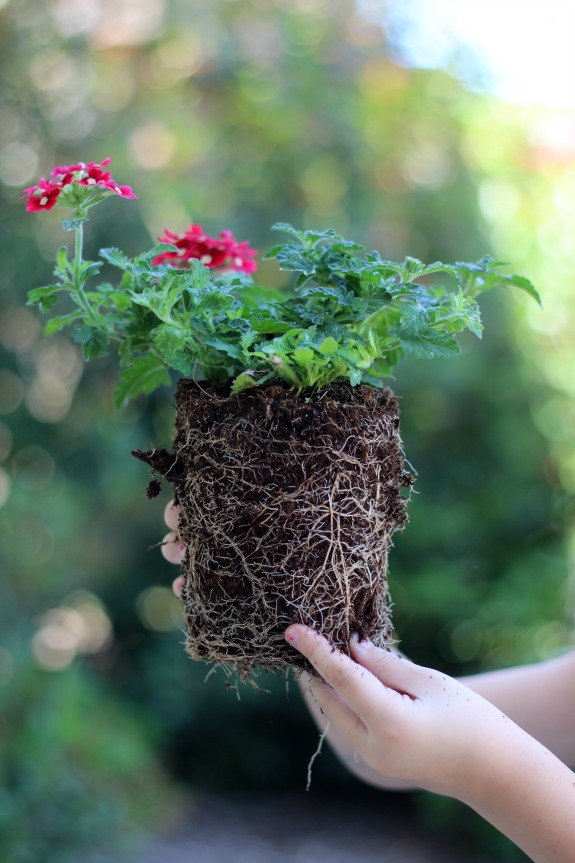 A kitchen herb fairy garden is as practical as it is pretty! Trim the leaves of the herbs off to use in recipes and watch the flowers bloom. Such a fun way to brighten up the kitchen.