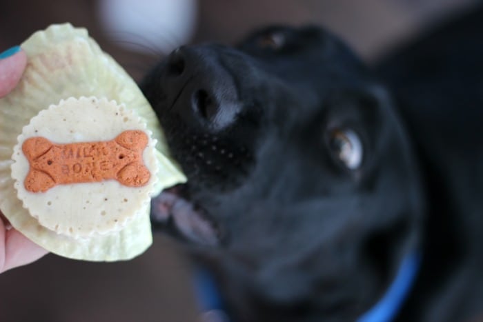 dog sniffing peanut butter bananas dog treat