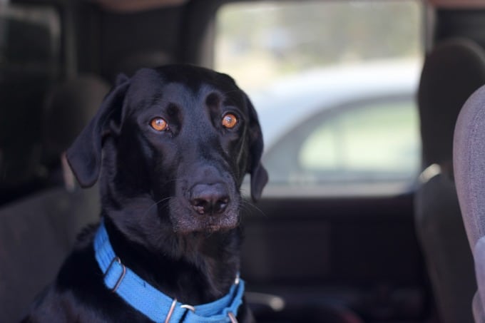 dog traveling in car