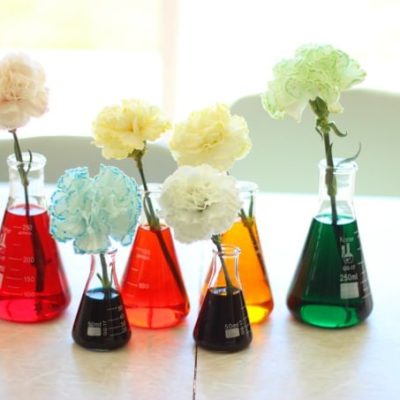 carnations in vases of colored water