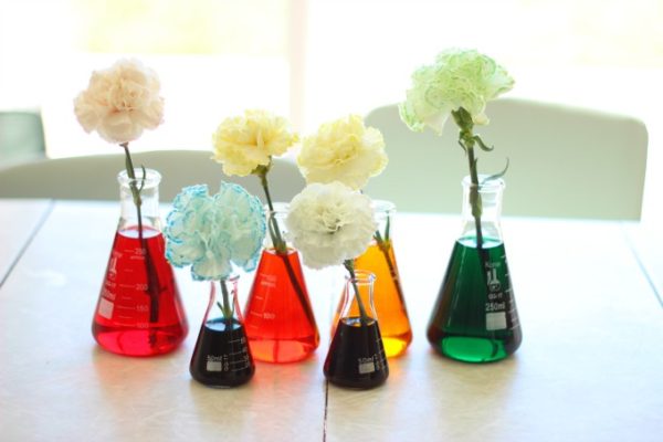 Easy Science Experiments for Kids Using Basic Household Ingredients