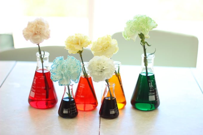 carnations in vases of colored water