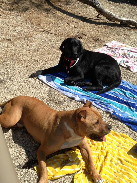 dogs on beach