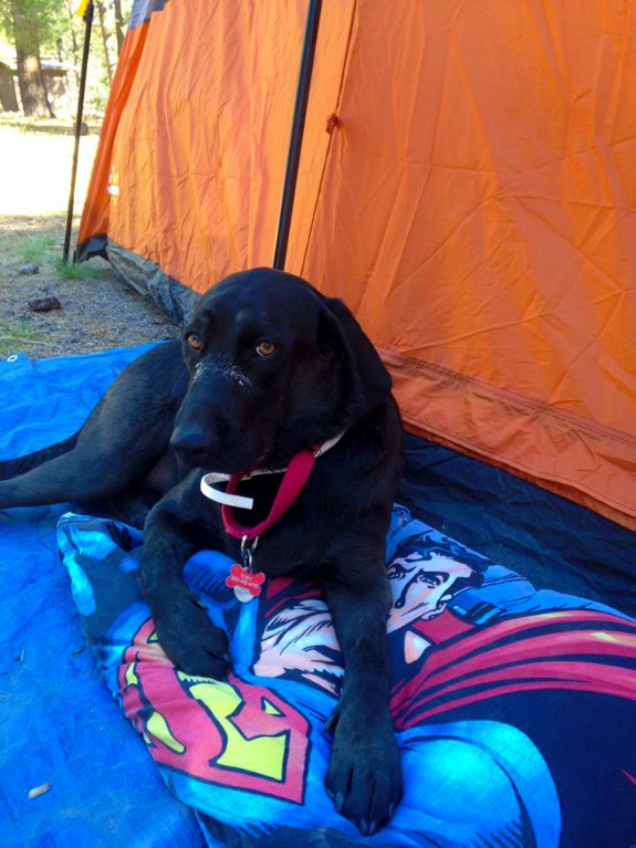 dog sleeping in tent