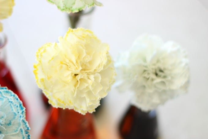 colored carnations in vases after sitting in water a few hours