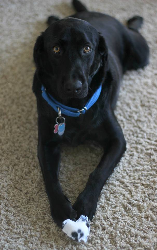 3 year old Black Lab