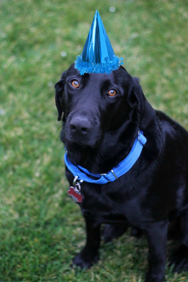 3 year old Black Lab