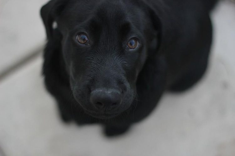 3 year old Black Lab