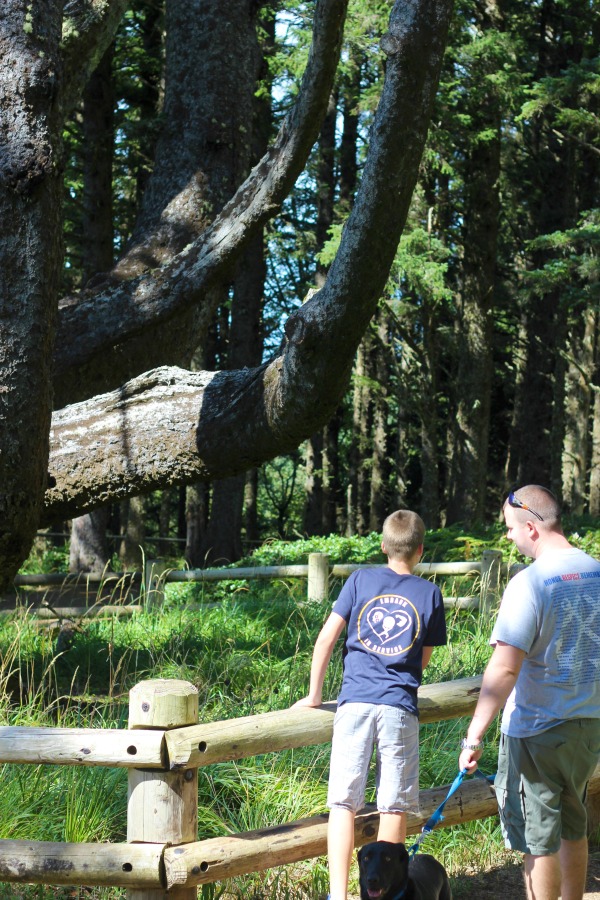 octopus tree tillamook oregon