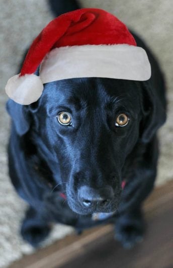 DIY Dog Crinkle Toy and Gift Basket - Gluesticks Blog