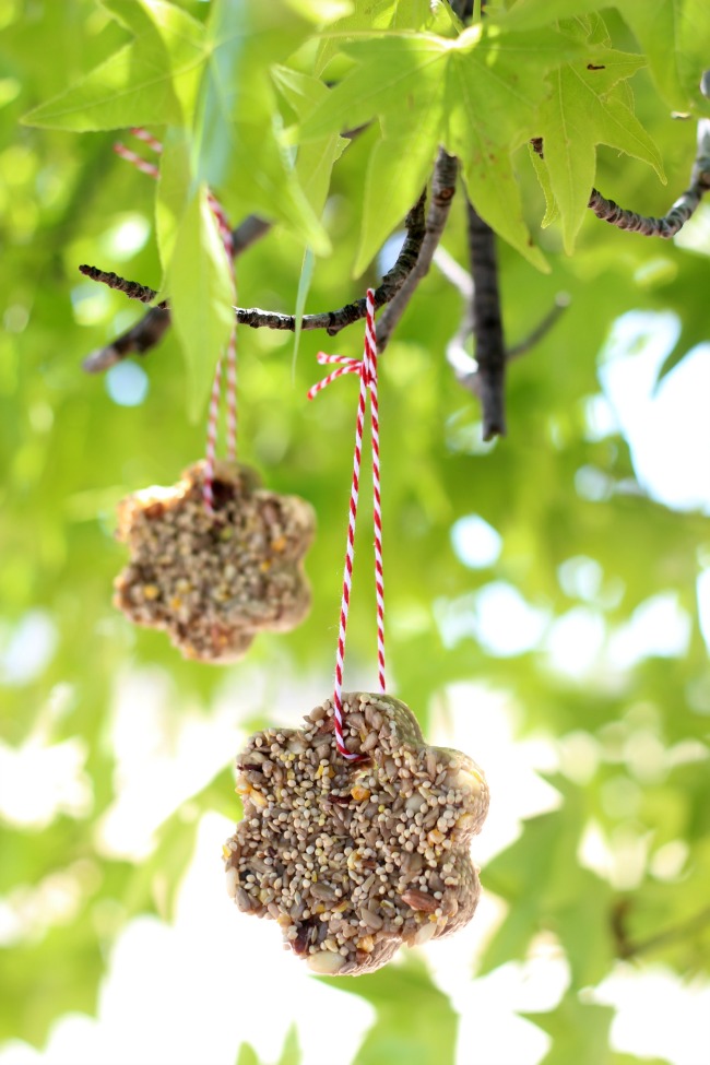 birdseed feeders hanging in tree