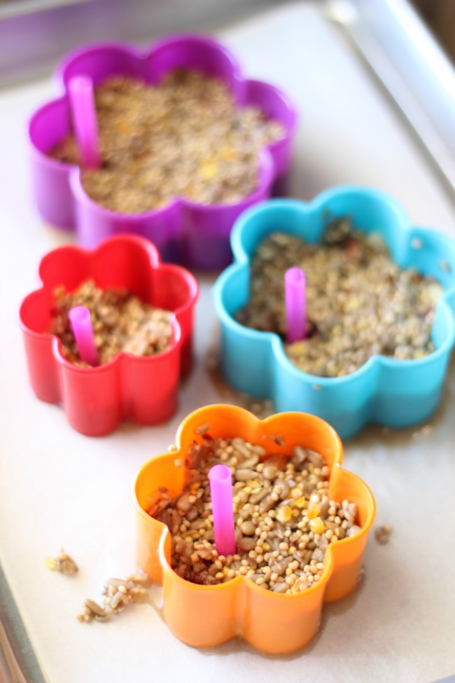 birdseed and gelatin setting up in cookie cutters